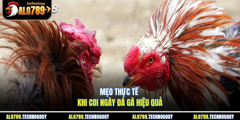 Quan sát phong độ và thần khí chiến kê