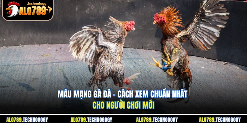 màu mạng gà đá