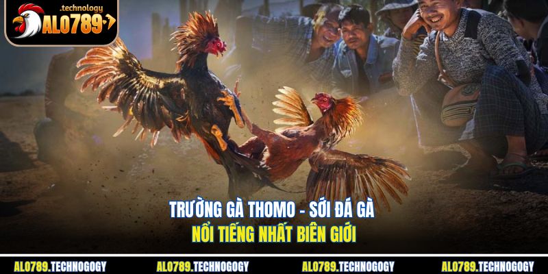 trường gà Thomo